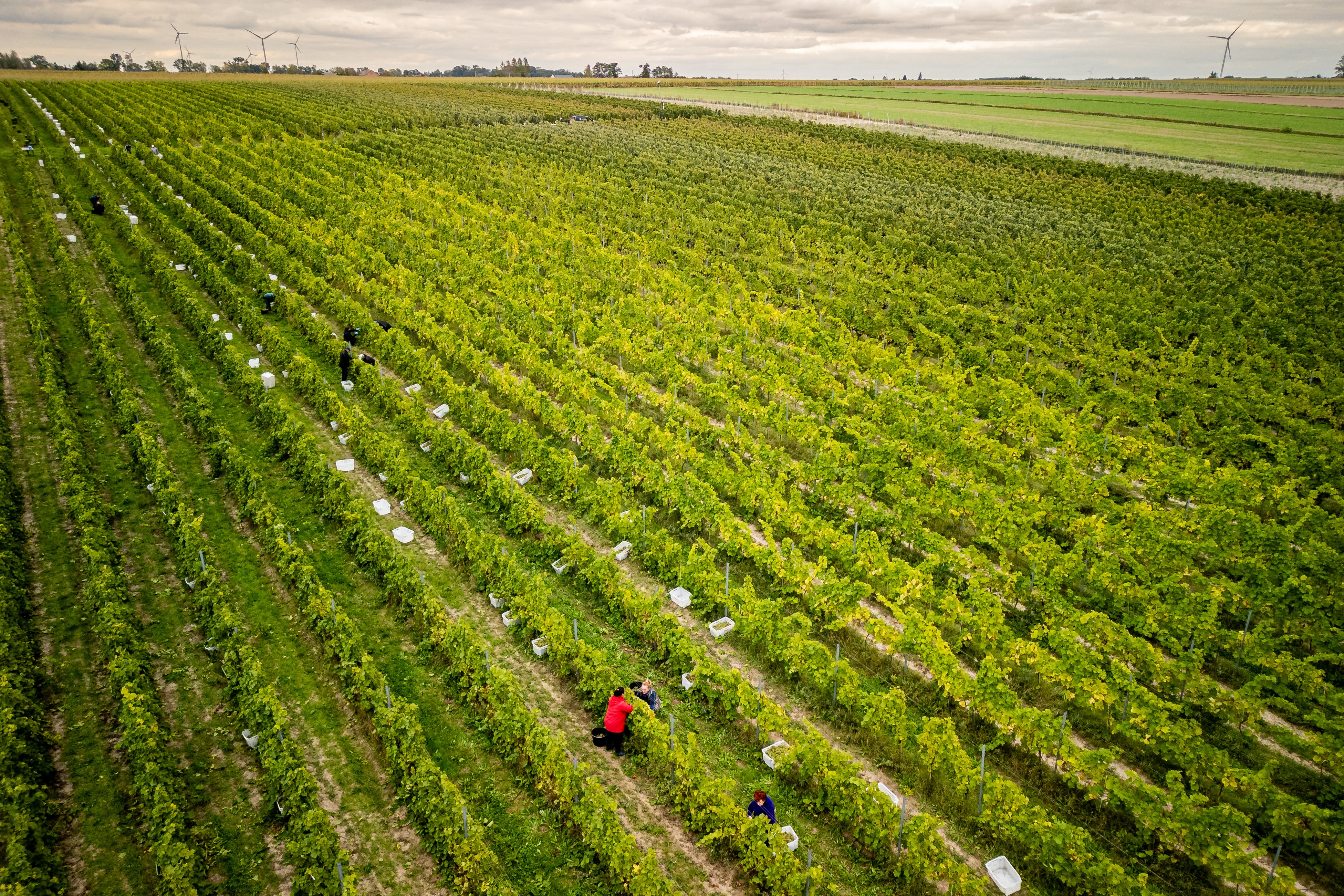 Zbiór winogron w Winnicy Warto