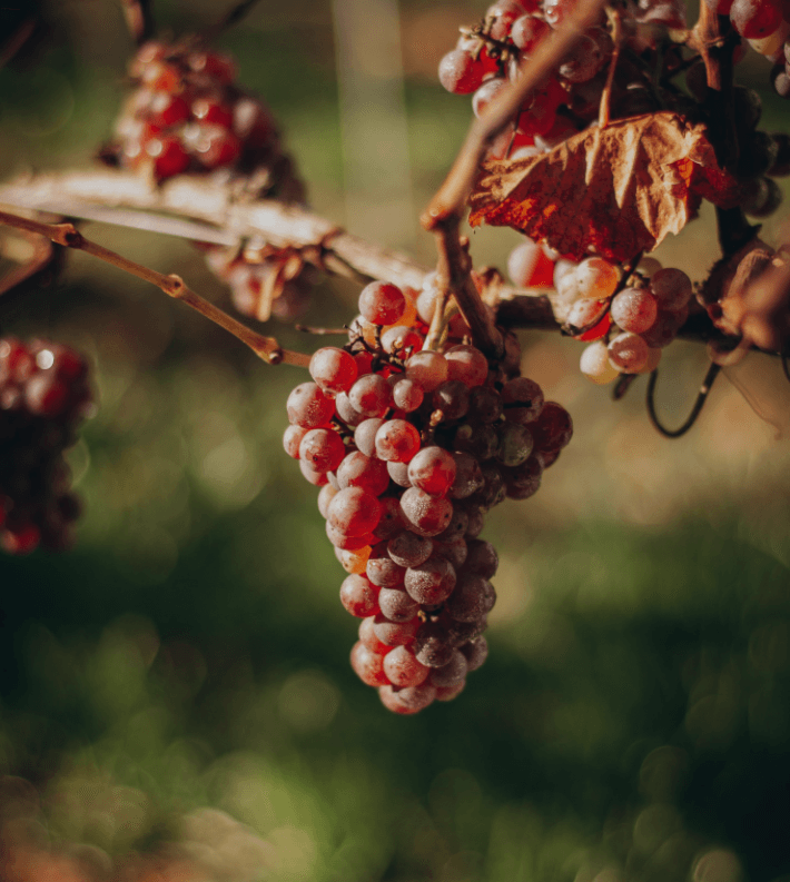 ourWines